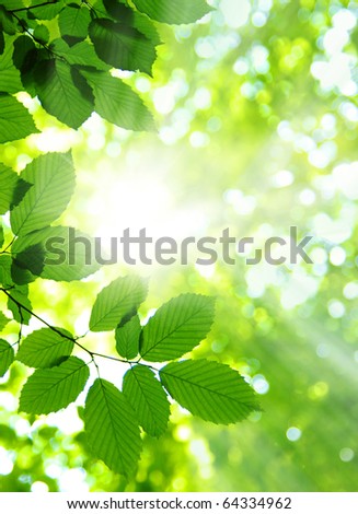 Sun beams and green leaves