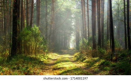 Sun beams over a path in the forest. Spring in the forest, green leaves and grass. Sunny day in the nature.