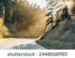 Sun beams through forest trees hitting road pavement