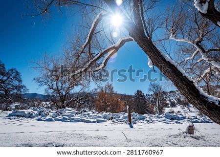 Sun Beams Through Snow-Covered Tree Branch in Winte