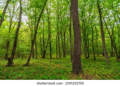 Sun beams through thick  trees branches in dense green forest