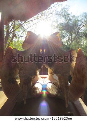 Sun Beams through Trees and Over a Hippopotamus Skull