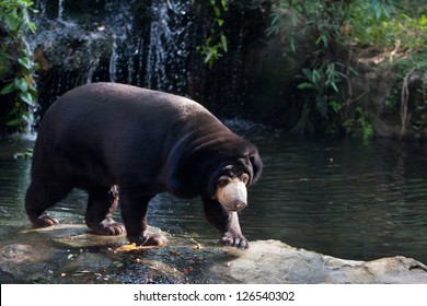 Sun Bear