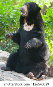 Sun Bear