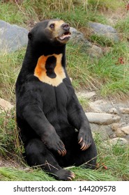 Sun Bear