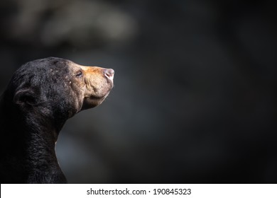 Sun Bear