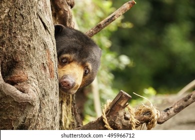 Sun Bear