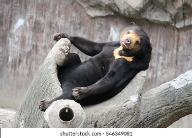 Sun Bear