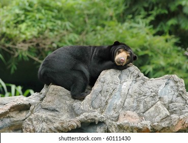 Sun Bear