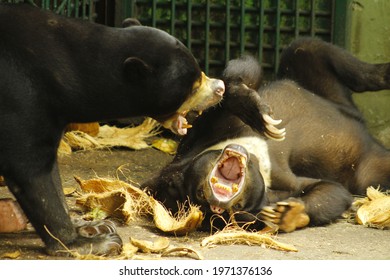 Sun Bear In A Cage