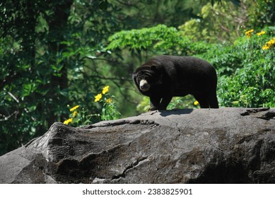 sun bear in its habitat