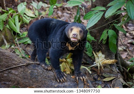 Sun bear, Helarctos malayanus, the smallest bear in the world, the sun bear native to the rainforests of South east Asia, a very talented tree climber. Borneo. Malaysia.