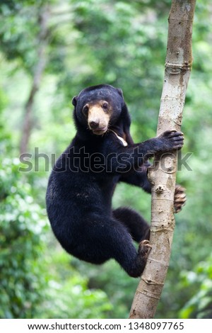 Sun bear, Helarctos malayanus, the smallest bear in the world, the sun bear native to the rainforests of South east Asia, a very talented tree climber. Borneo. Malaysia.
