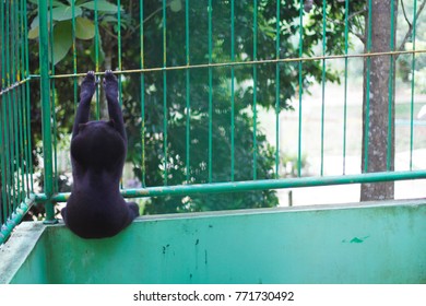 Sun Bear Holding On The Cage In The Zoo