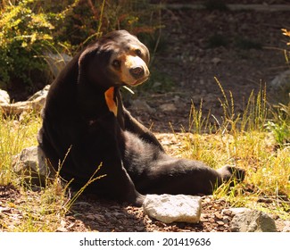 A Sun Bear Lounging In The Sun.