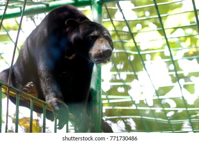 Sun Bear On The Cage In The Zoo