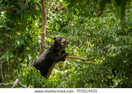 Sun Bear on a tree branch between leaves at Bprnean Sun Bear Conservation Centre Sepilok in Sabah, Borneo, Malaysia