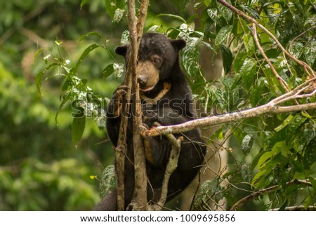 Sun Bear in the rain on a tree branch between leaves at Bornean Sun Bear Conservation Centre Sepilok in Sabah, Borneo, Malaysia