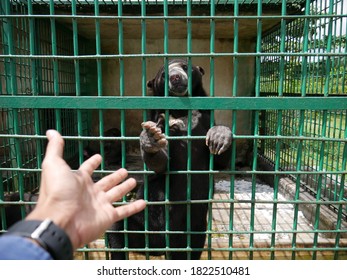 A Sun Bear Reached Out From Its Cage