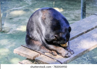 Sun Bear Is Sad  In The Cage.