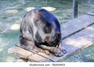 Sun Bear Is Sad  In The Cage.