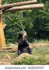 A sun bear showcasing its characteristic golden-yellow chest patch. The bear is eating, surrounded by lush green foliage. A captivating wildlife moment