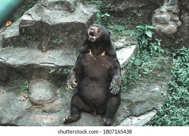 Sun Bear Sitting In The Cage