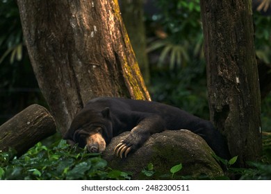 Sun bear sleeping, Helarctos malayanus, beautiful dangerous animal from Asian tropical forest. Portrait of Malayan Sun Bear in the green nature habitat, Sarawak, Malaysia. Wildlife nature.