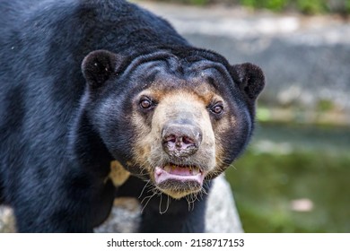 sun bear is a species occurring in tropical forest habitats of Southeast Asia. 
Its fur is usually jet-black, short, and sleek with some under-wool.
a whorl occurs in the centre of the breast patch