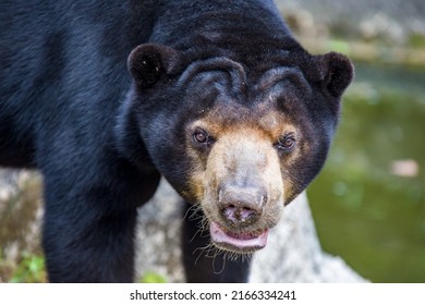 sun bear is a species occurring in tropical forest habitats of Southeast Asia. 
Its fur is usually jet-black, short, and sleek with some under-wool.
a whorl occurs in the centre of the breast patch