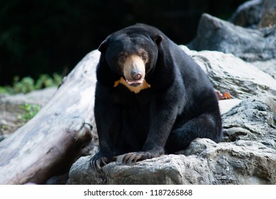 Sun Bears Grow To Only About Half The Size Of An American Black Bear.