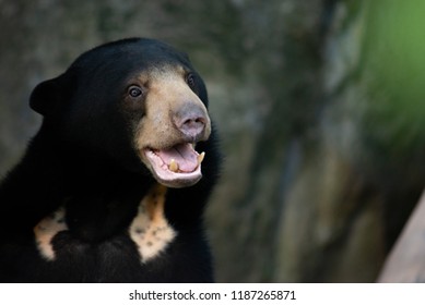 Sun Bears Grow To Only About Half The Size Of An American Black Bear.