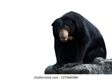 Sun Bears Grow To Only About Half The Size Of An American Black Bear.