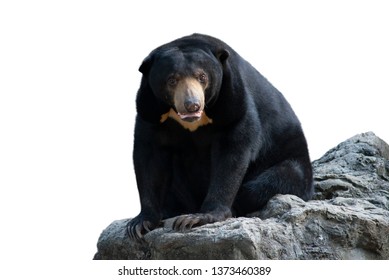 Sun Bears Grow To Only About Half The Size Of An American Black Bear.