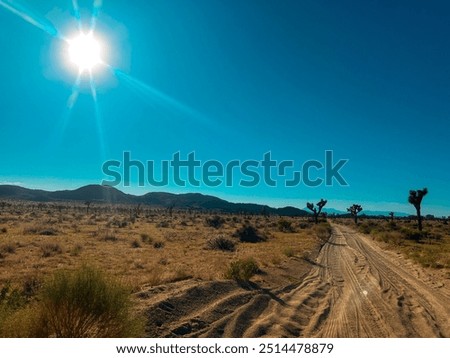 Sun Beating Down on Joshua Trees