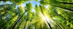 Il Sole Illumina Splendidamente Le Verdi Cime Degli Alberi Di Faggio Alto In Una Radura Della Foresta, Panorama Scatto