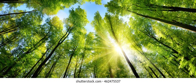 The sun beautifully illuminating the green treetops of tall beech trees in a forest clearing, panorama shot