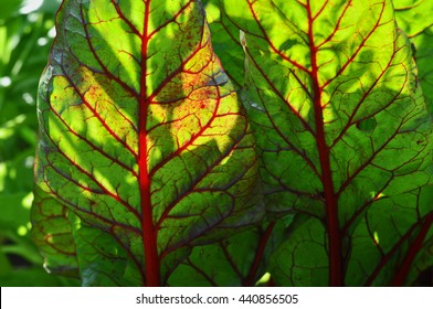 Sun Beet Leaves