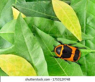 Sun Beetle on green and yellow leaves. Nature and wild life