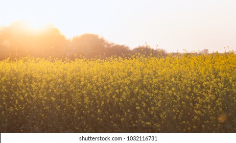 Sun behind beautiful Organic Mustard field, in Punjab, India