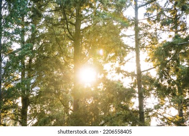 Sun behind the pine trees in the forest. Earth Day or carbon net zero or carbon neutrality concept photo. Overexposed effect.