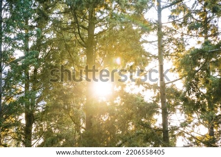 Sun behind the pine trees in the forest. Earth Day or carbon net zero or carbon neutrality concept photo. Overexposed effect.