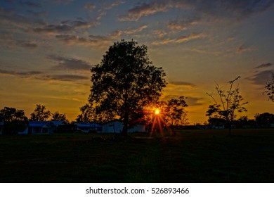 Sun Behind A Tree