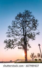 Sun behind the tree