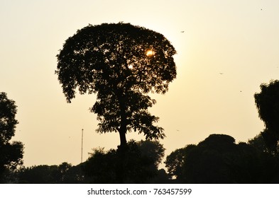 Sun behind tree at sunset time