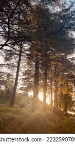 SUN 
BEHIND THE TREES AND FOREST WITH SUN