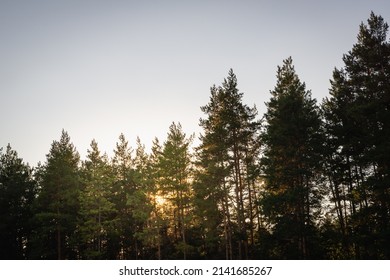 The sun behind the trees in the forest. Sunset.