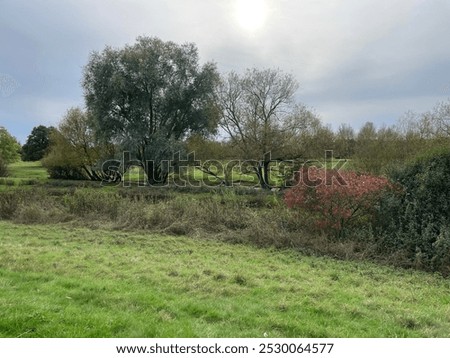 sun behing a cloud, red and green bushes in a field