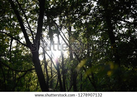Sun behing trees