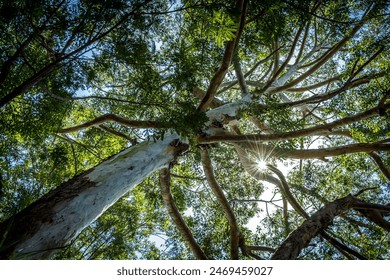 Sun between tall tree branches in forest seen from below